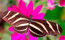 Butterfly World